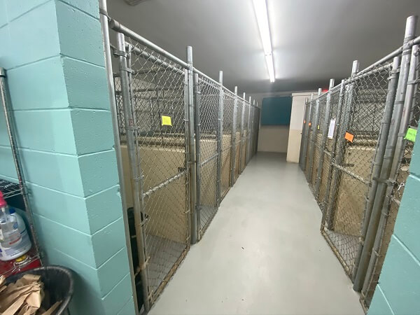 delta animal hospital kennel