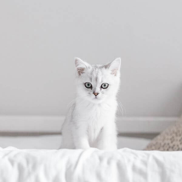 white kitten on bed