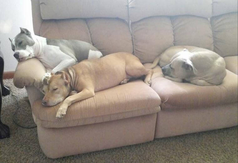 three dogs on couch
