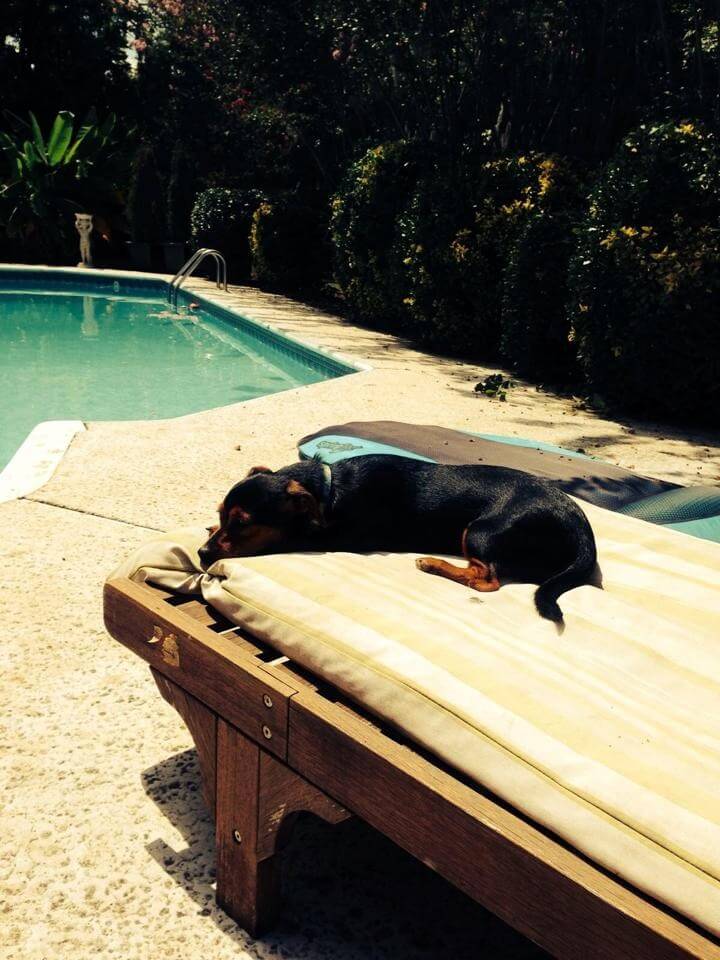 dog sleeping by pool